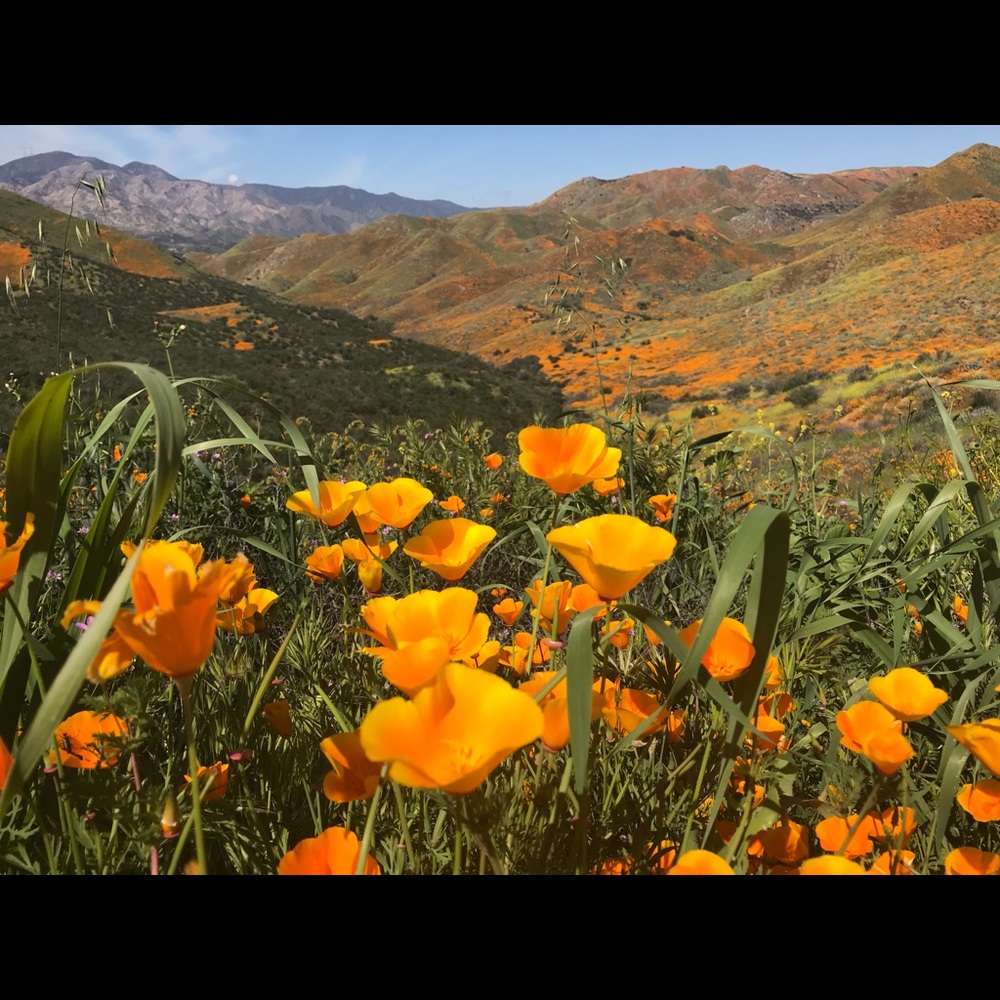 Meet your Posher, Jordan